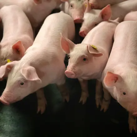 Gespeende biggen