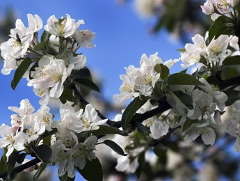 Centrale Adviesdienst Fruitteelt B.V.