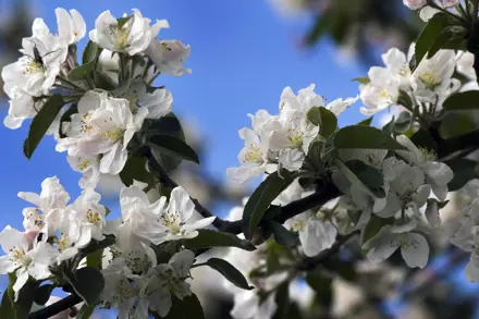 Veldbijeenkomst fruitteelt | 't Goy | middag en avond