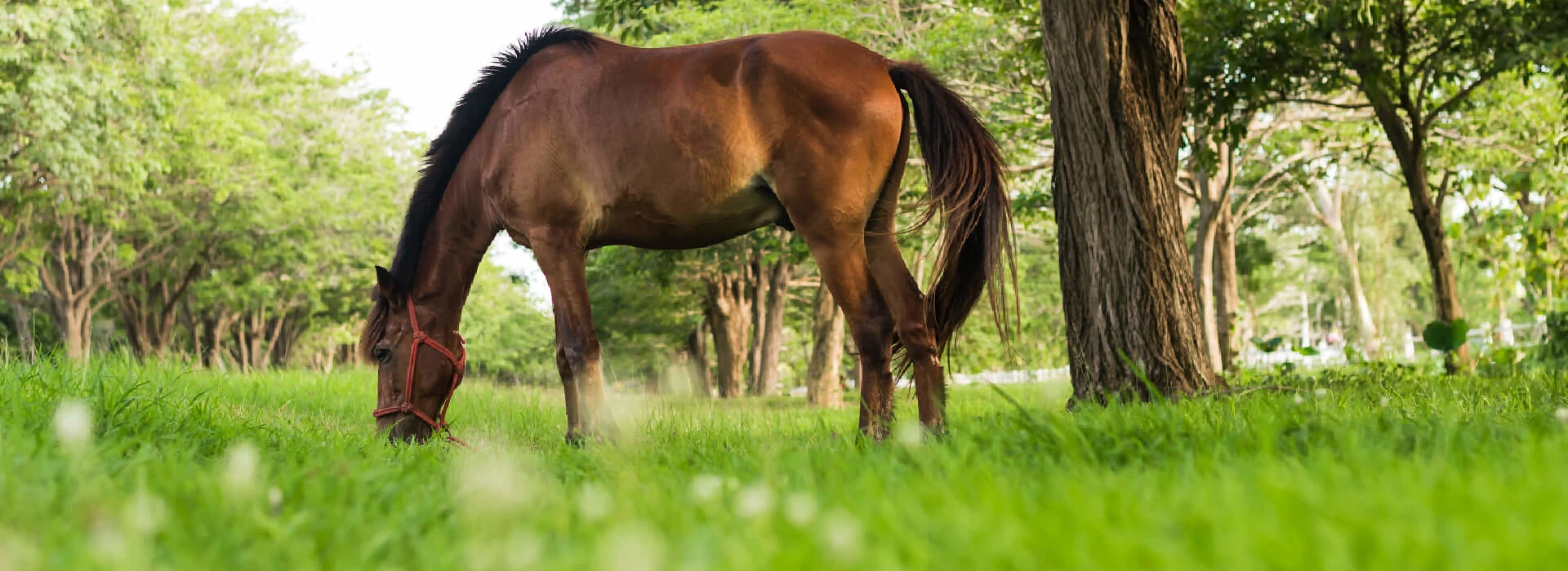 Paard in de wei