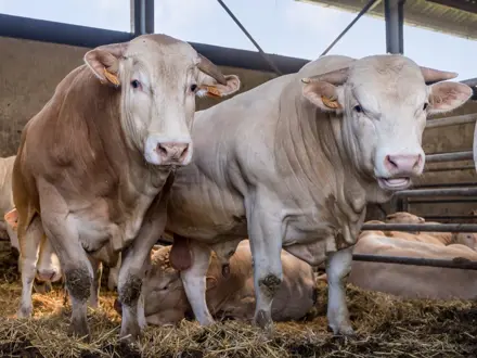Vleesvee Henk Kerstens