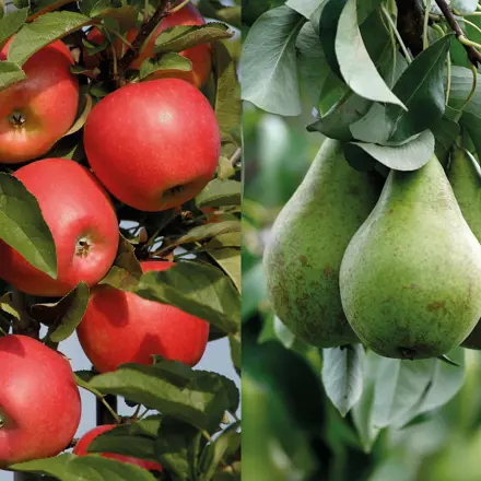 Appels en peren