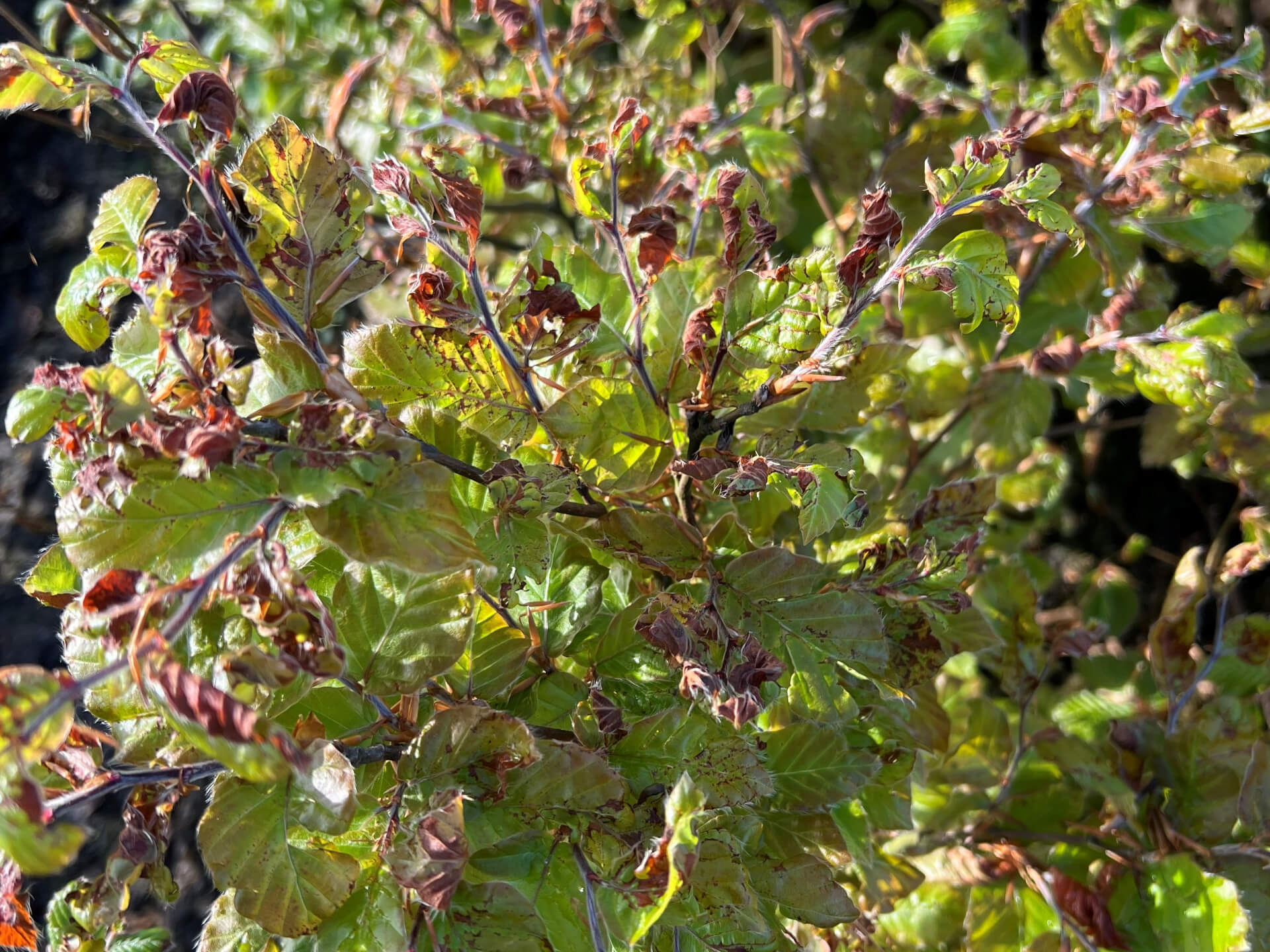 Nachtvorstschade Beuken 