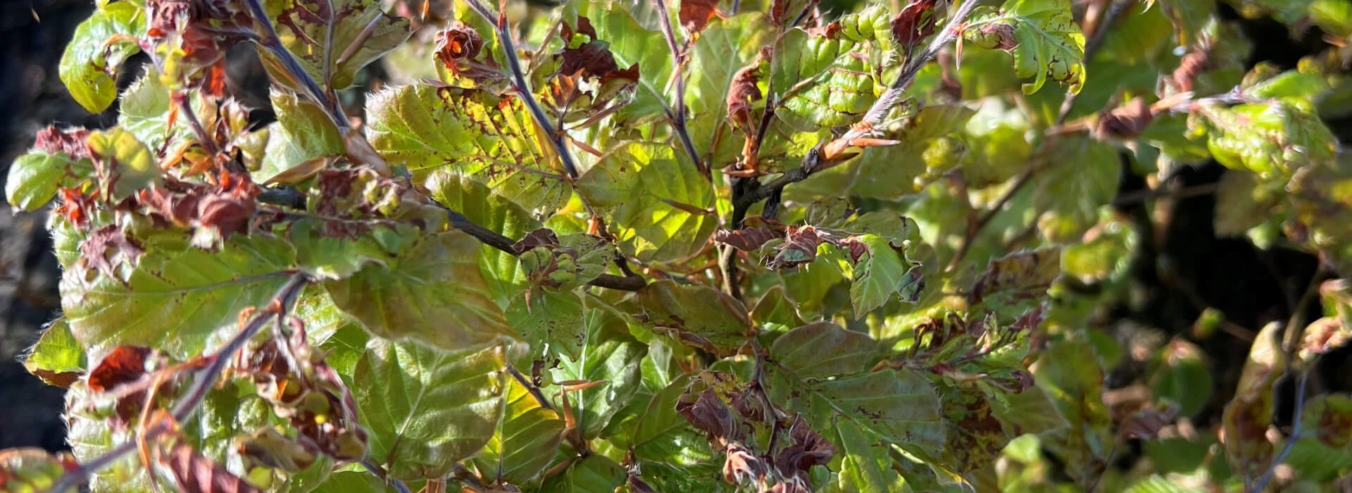 Nachtvorstschade Beuken