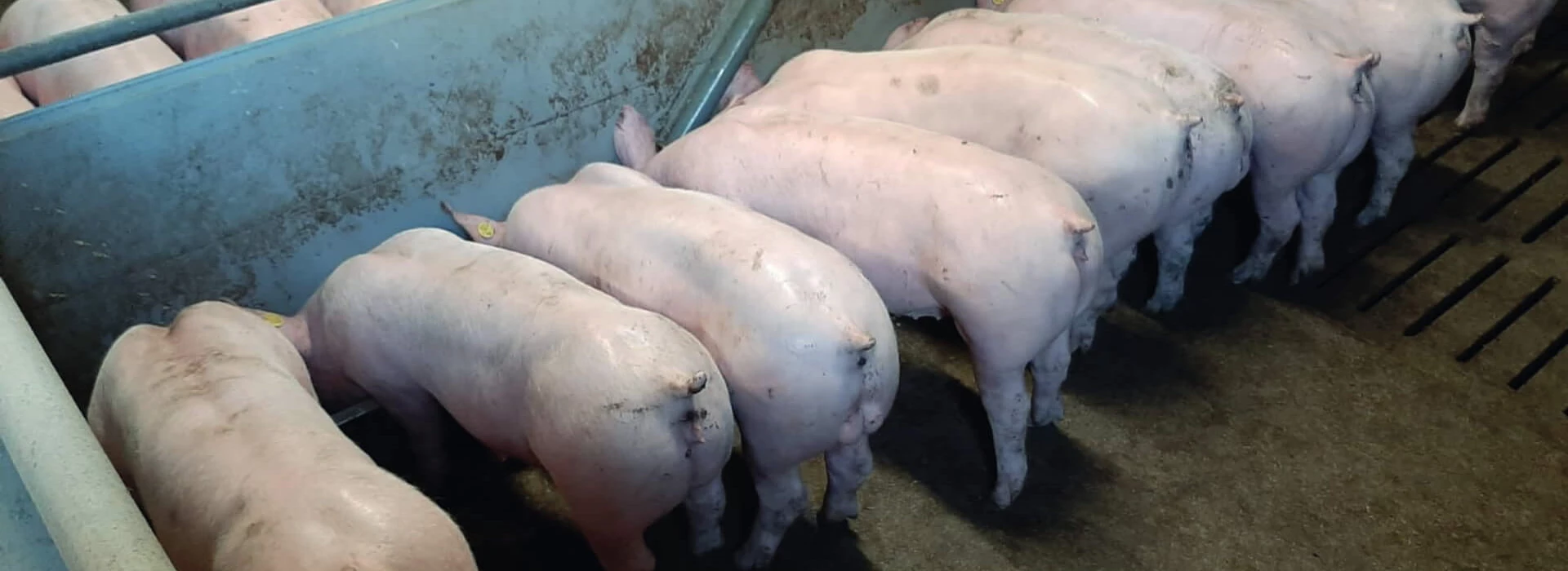 Vleesvarkens aan brijvoerbak