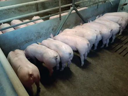 Vleesvarkens aan brijvoerbak