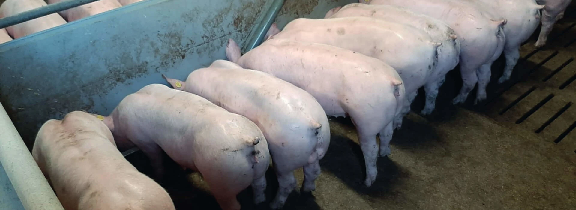 Vleesvarkens aan brijvoerbak