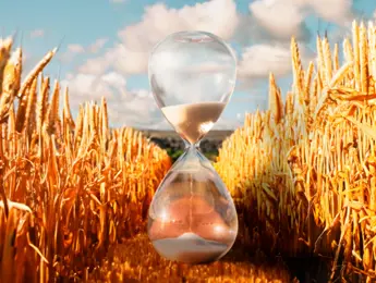 Organisatiestructuur