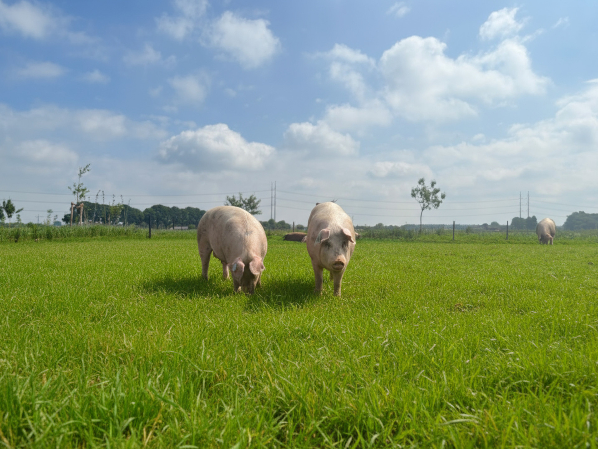 Varkens biologisch buiten
