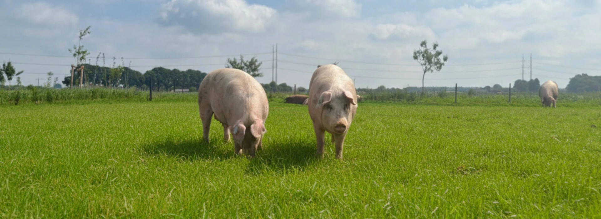 Varkens biologisch buiten