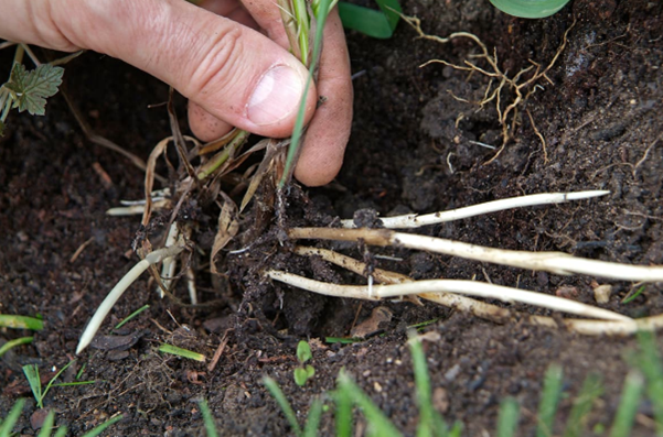 Kweek in paardenweide