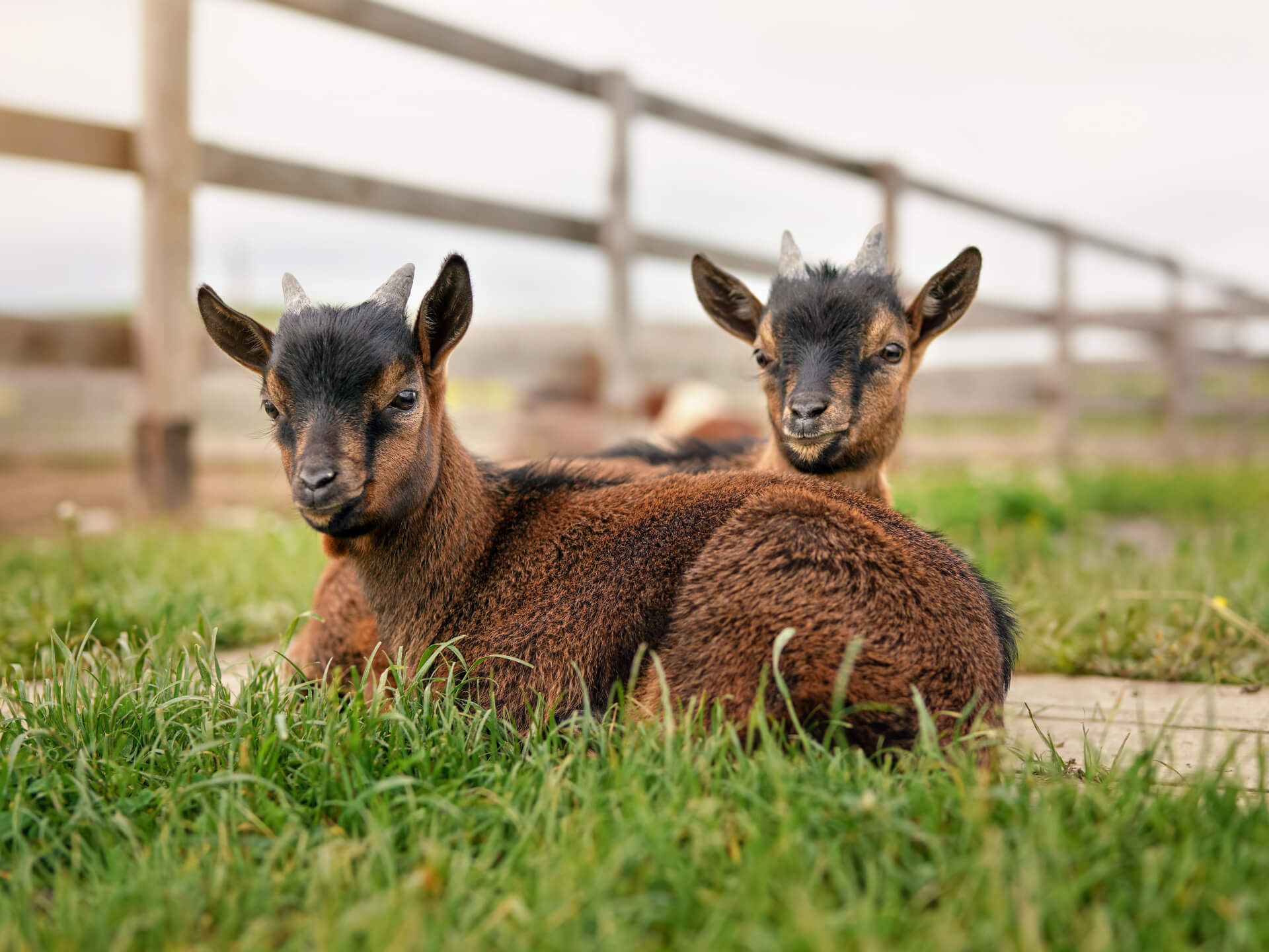 Twee geitenlammetjes in de wei