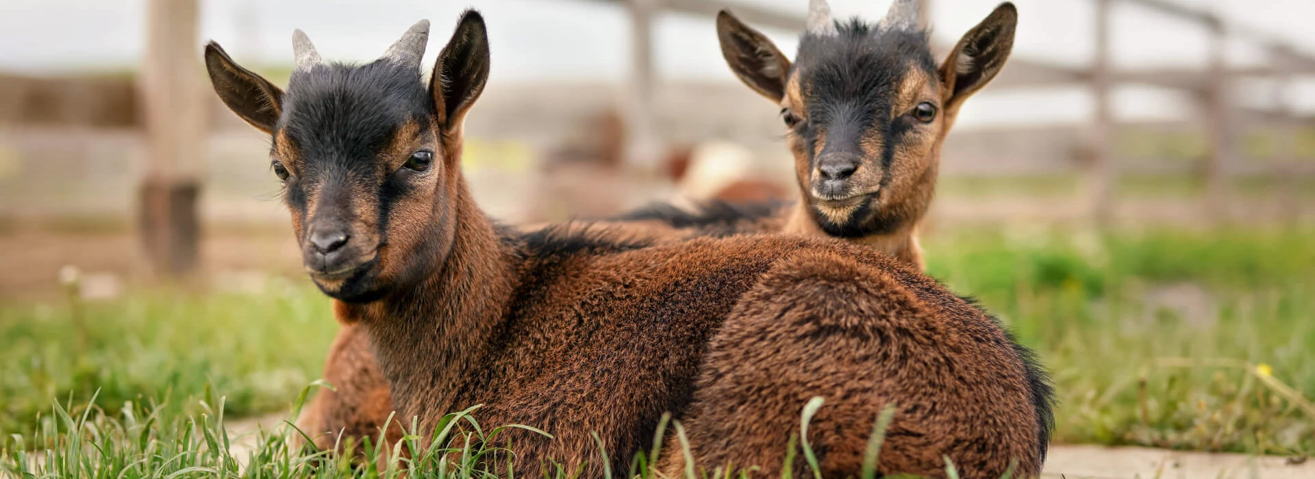 Twee geitenlammetjes in de wei