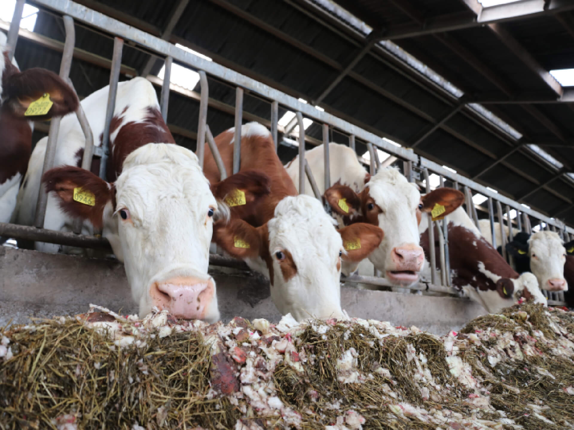 Voederbieten vervoedering