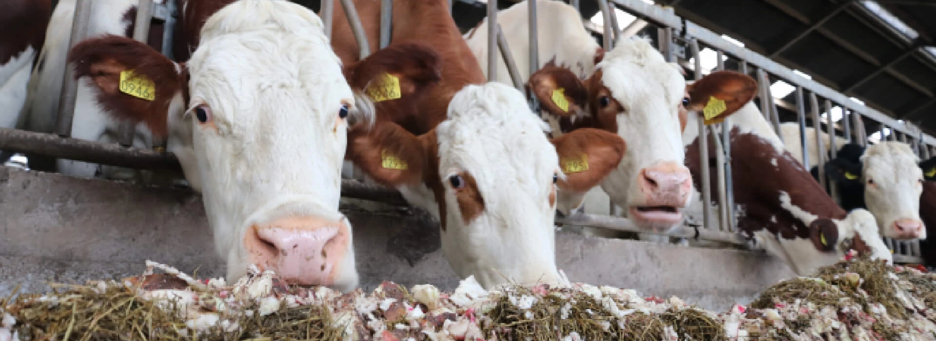 Voederbieten vervoedering