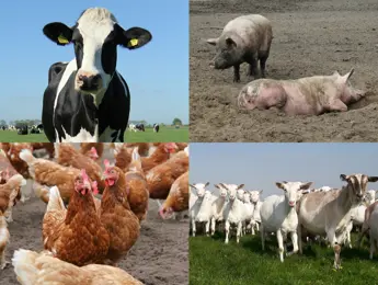 Biologische diervoeders