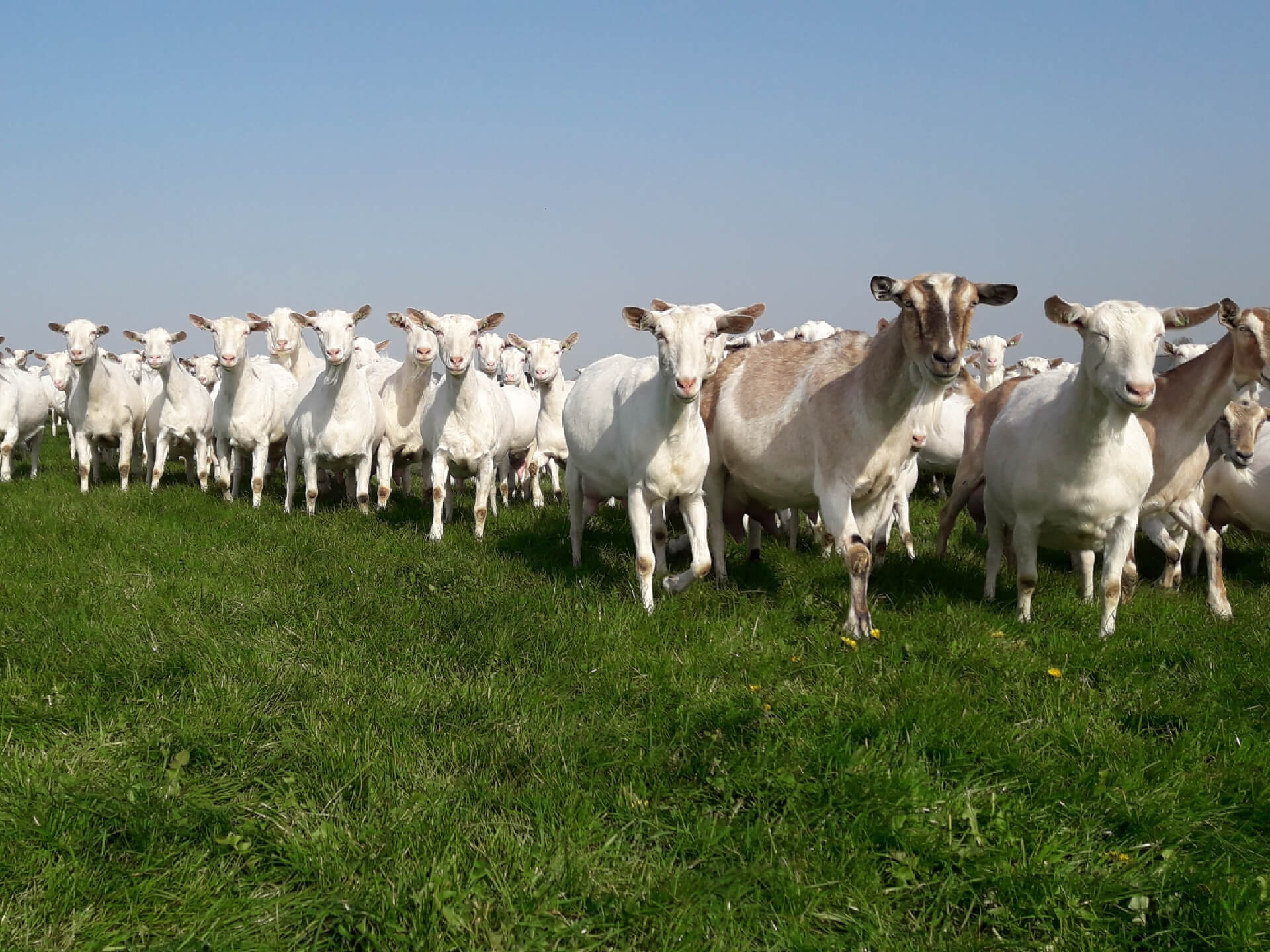 Geiten in de wei