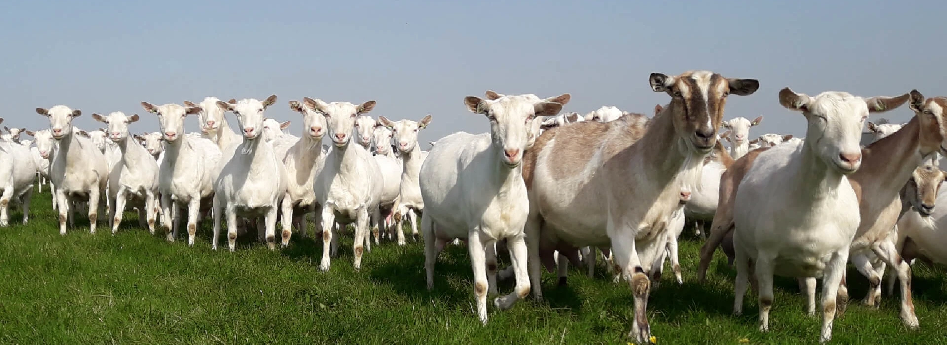 Geiten in de wei