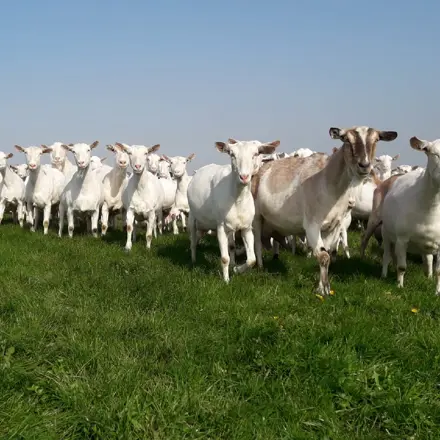 Geiten in de wei