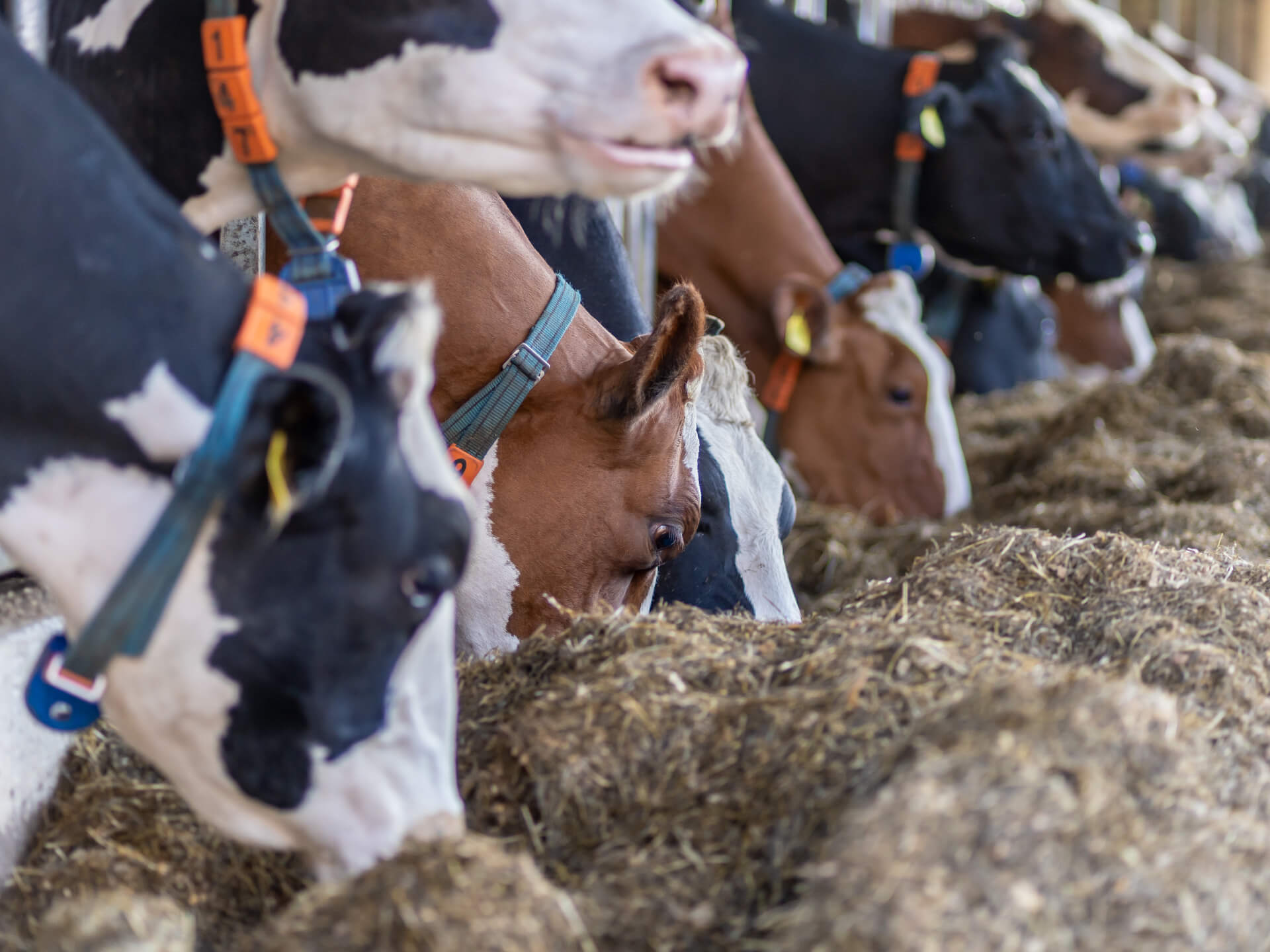 Zwart-witte en roodbonte koeien aan het voerhek