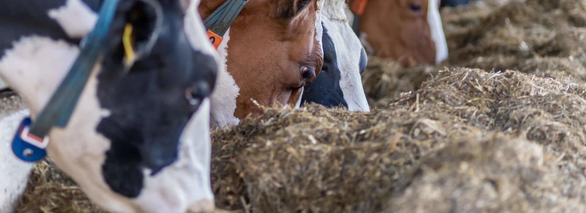 Zwart-witte en roodbonte koeien aan het voerhek
