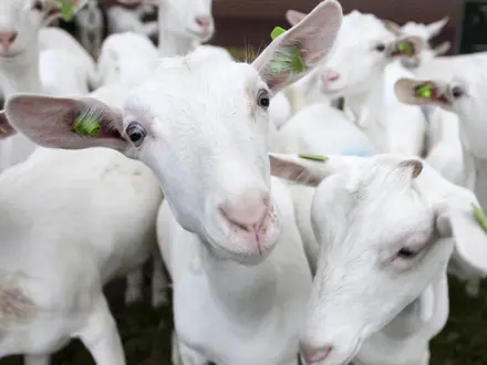 Geiten in de stal kijkend in de camera