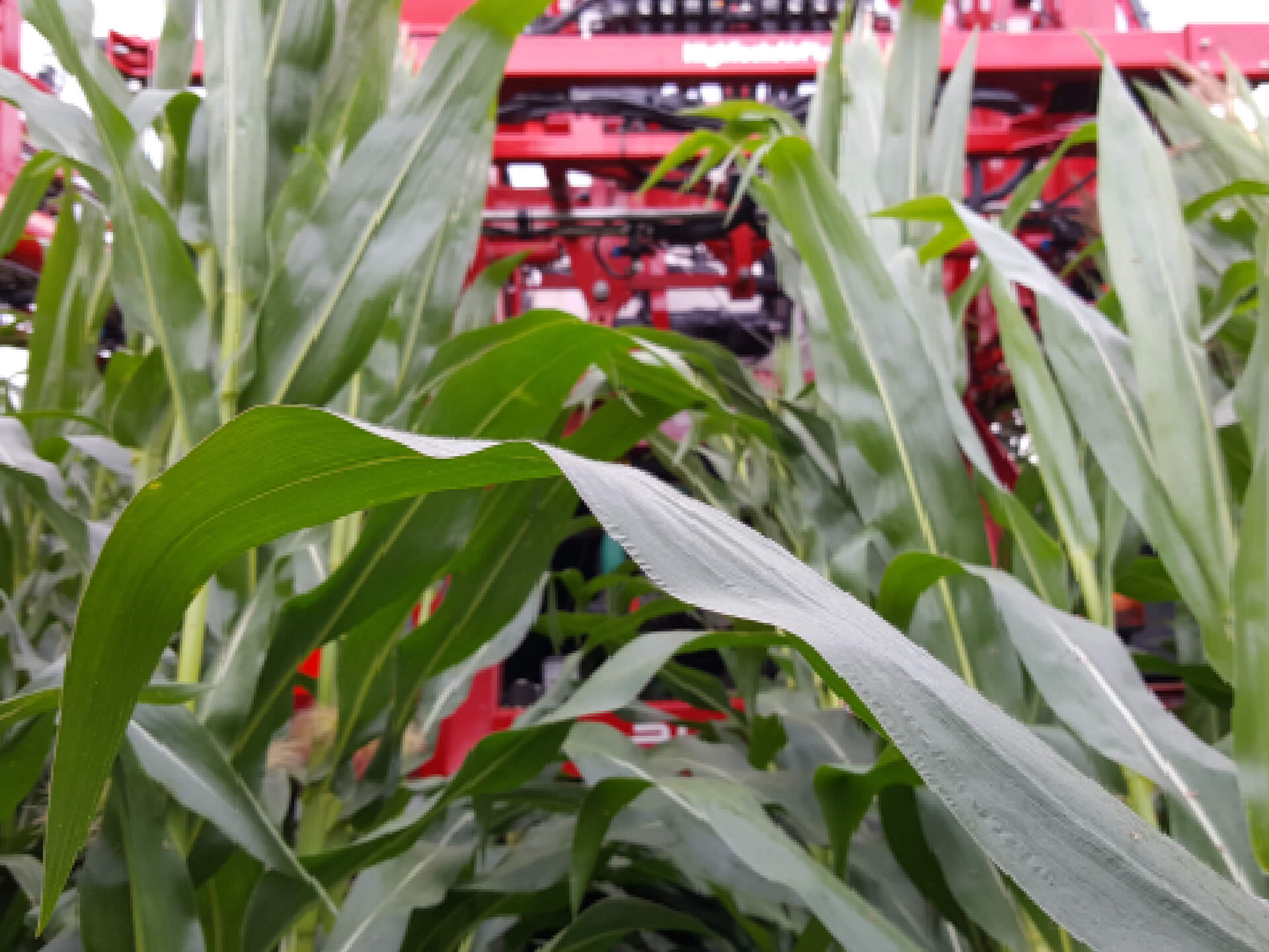 Gewasbeschermingsmiddelen bestrijding bladvlekziekte mais 