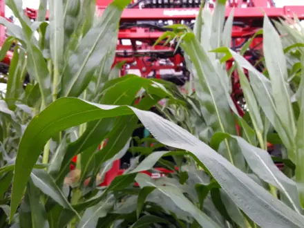 Gewasbeschermingsmiddelen bestrijding bladvlekziekte mais 