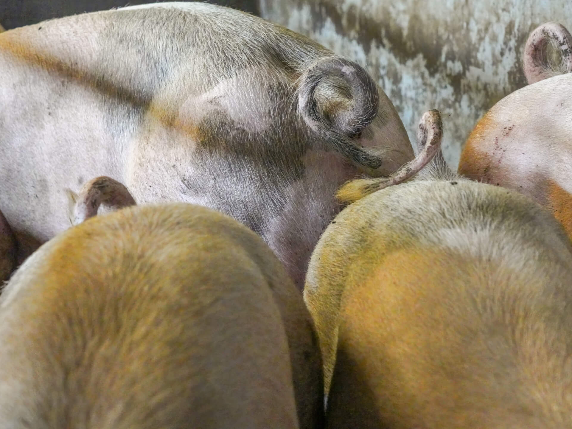 Varkens met krulstaart