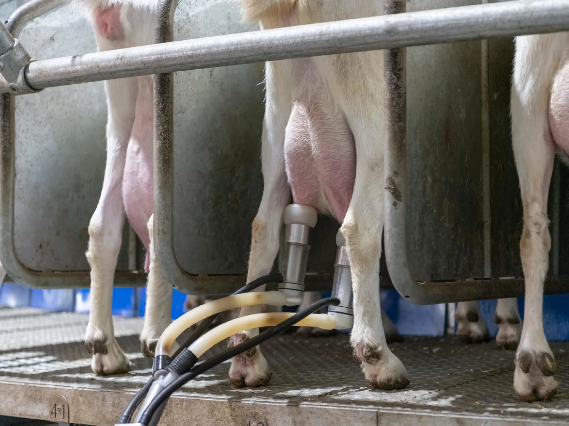 Geiten Melkstal Spruijt