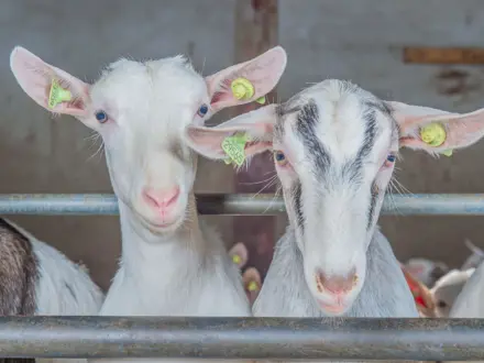 Geiten Biologisch AgruniekRijnvallei geiten-biologisch-agruniekrijnvallei