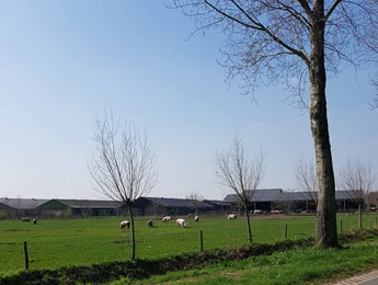 Varkens biologisch