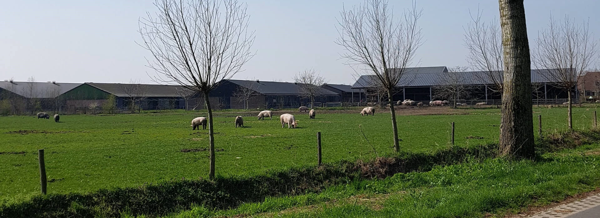 Biologische varkens buiten