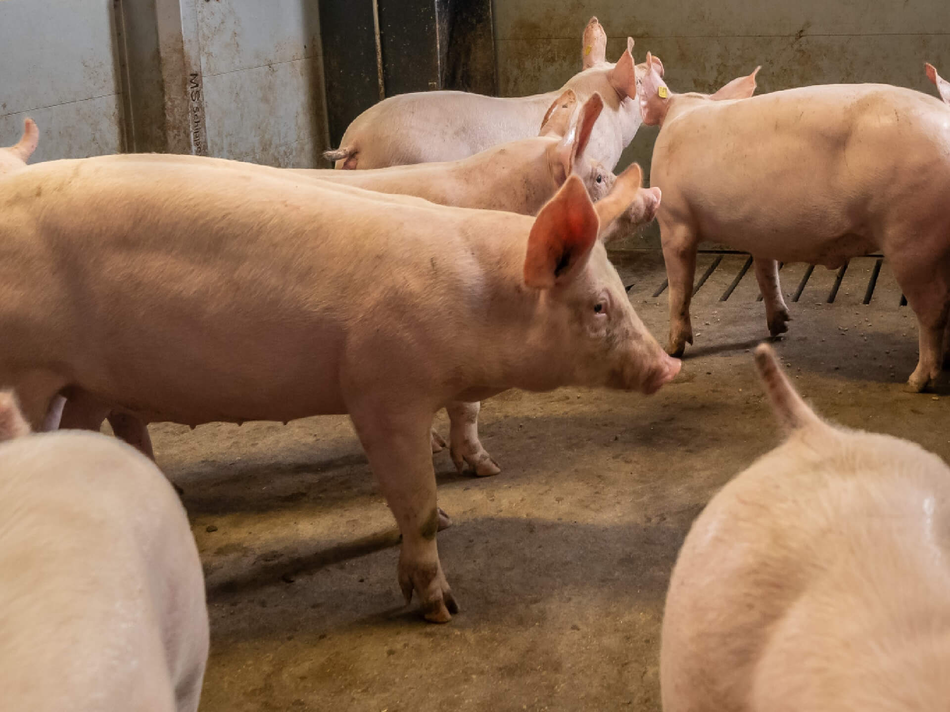 Vleesvarkens op stal