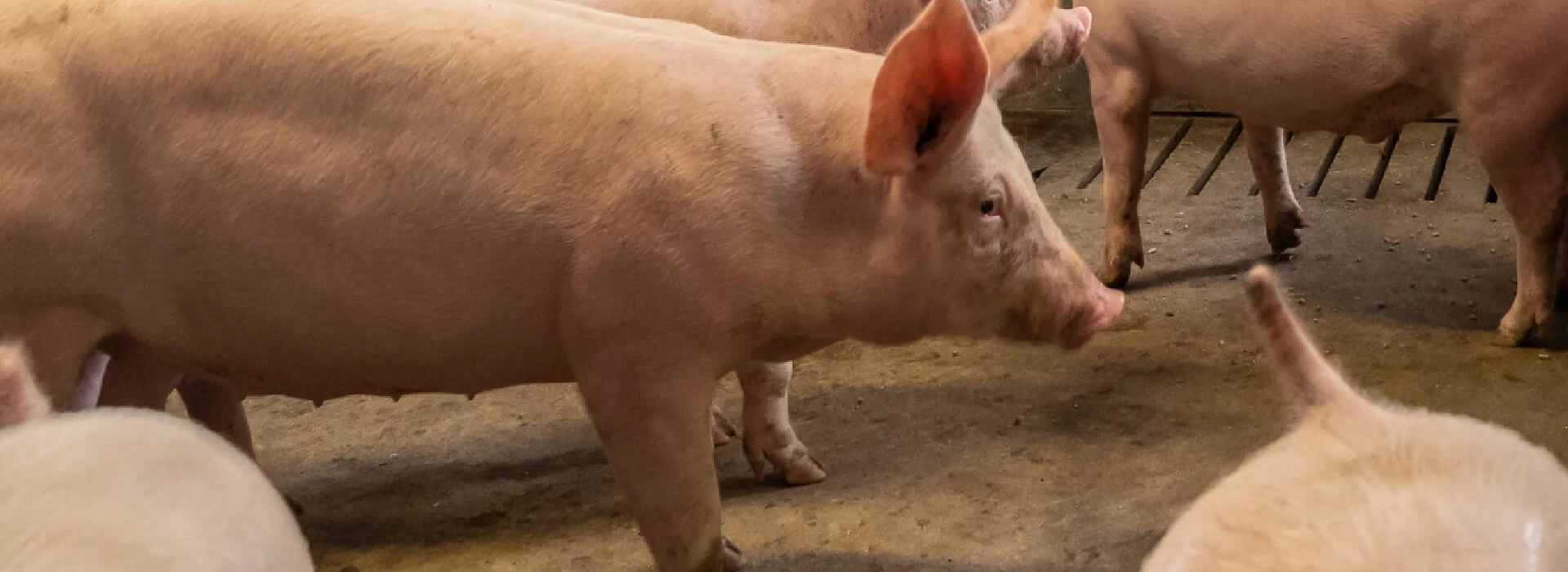 Vleesvarkens op stal