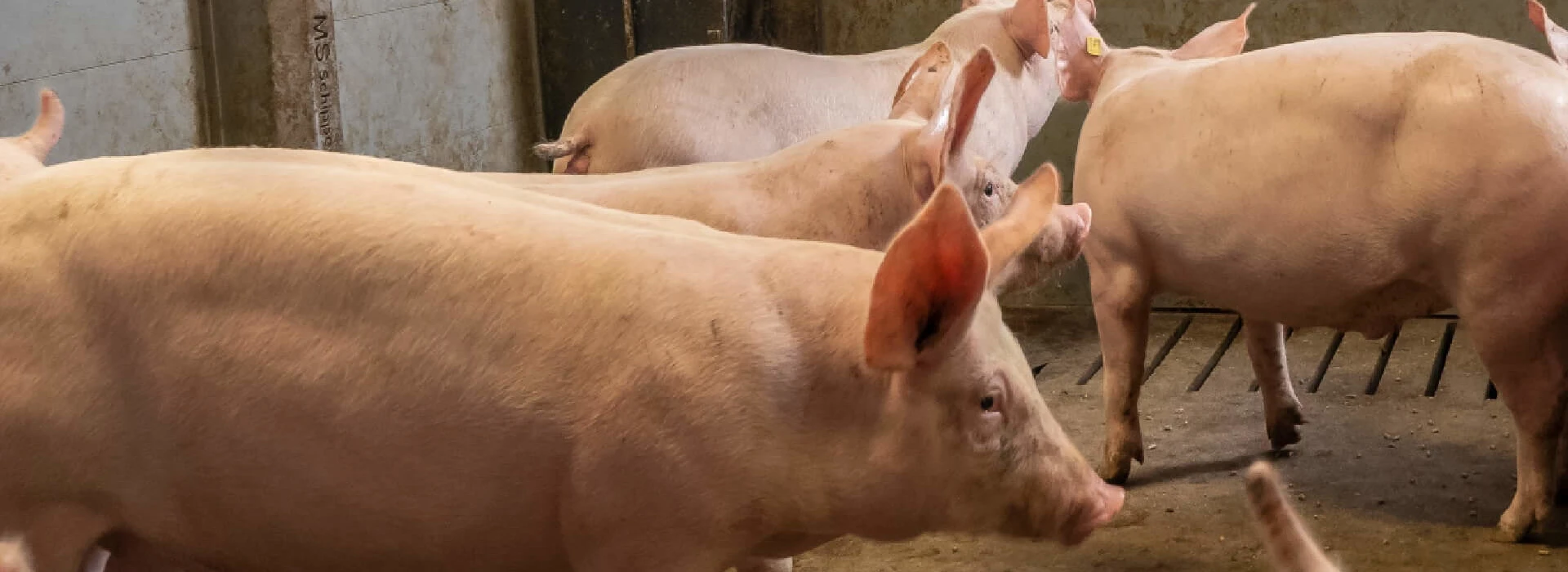 Vleesvarkens op stal