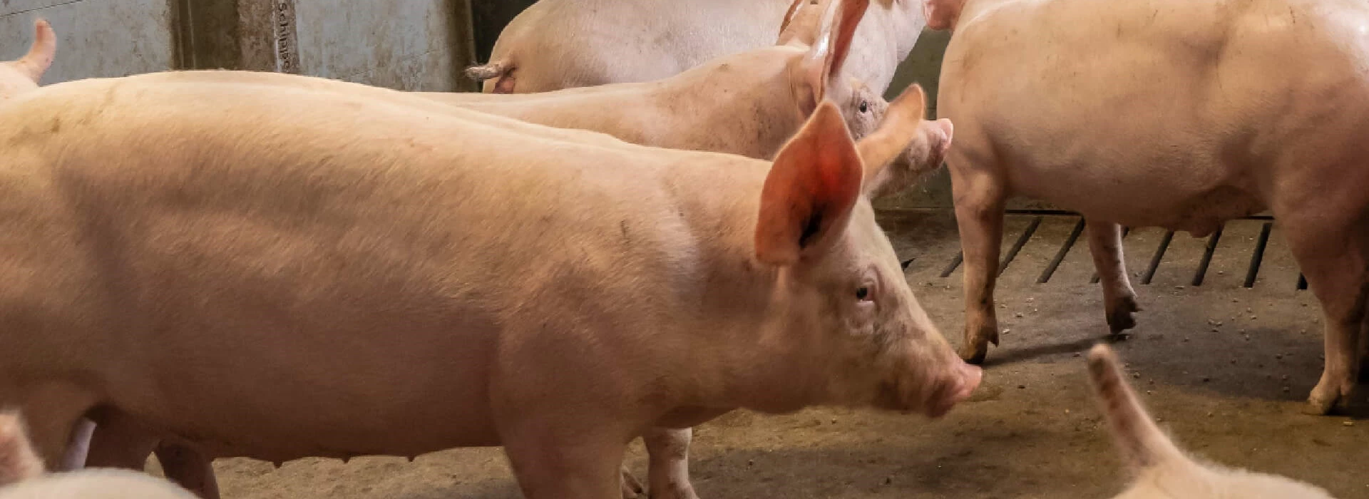 Vleesvarkens op stal