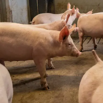 Vleesvarkens op stal