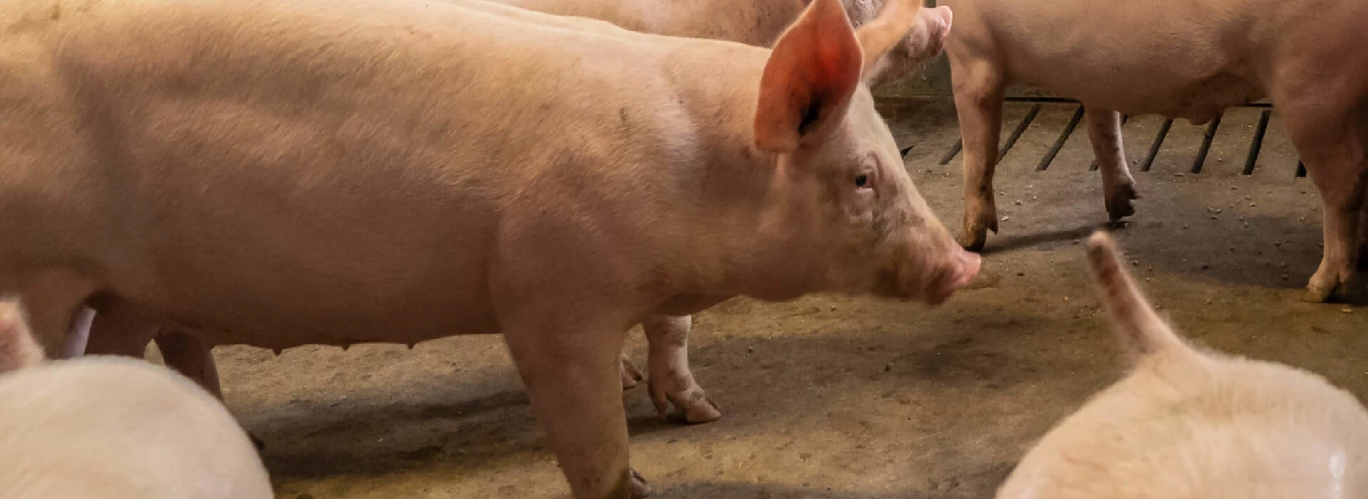 Vleesvarkens op stal