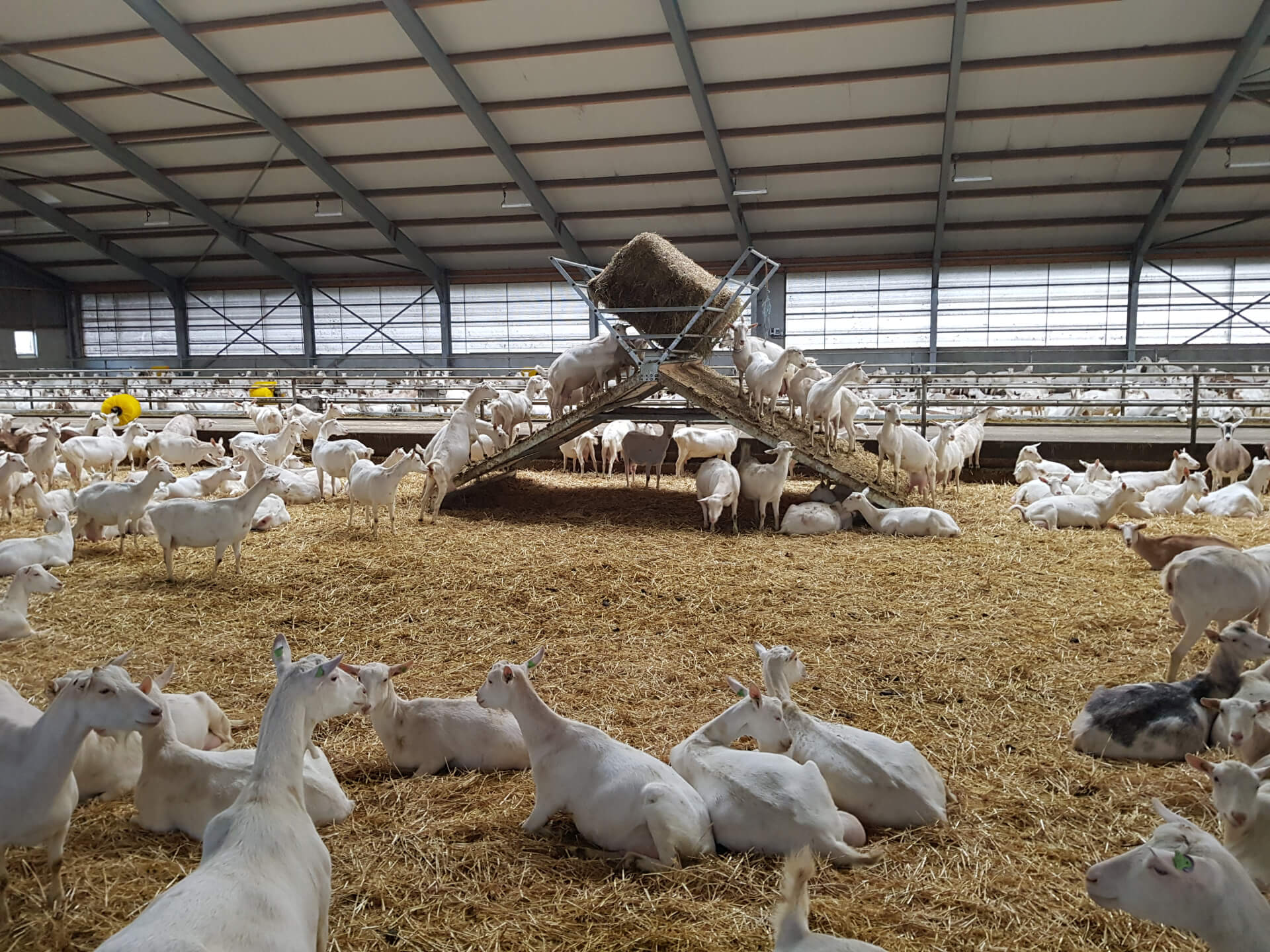 Gedrag blije geiten tips