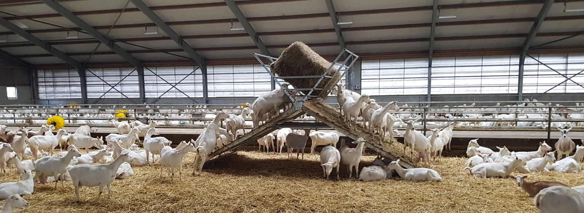 Gedrag blije geiten tips