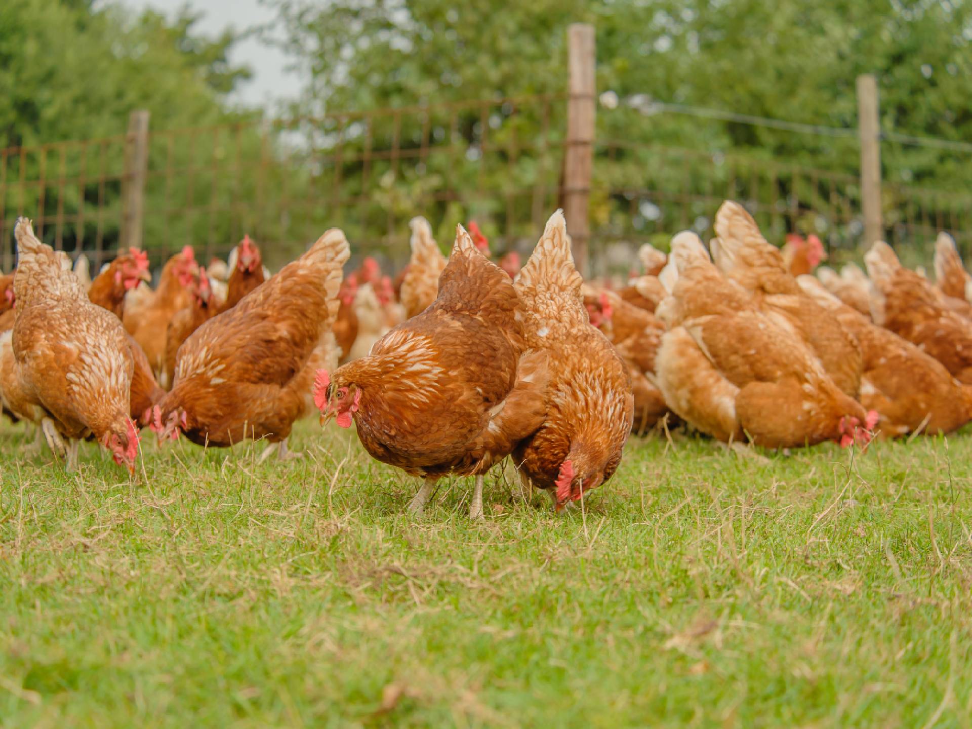 Bruine scharrelhennen