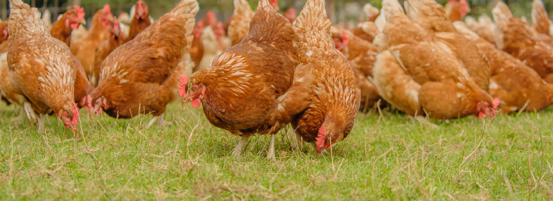 Bruine scharrelhennen