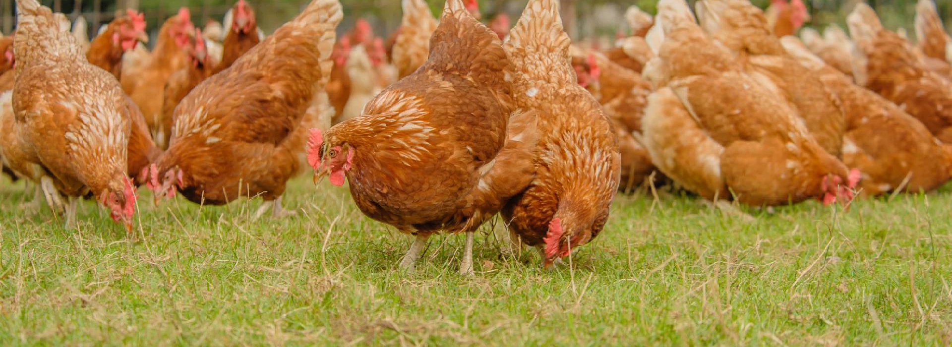 Bruine scharrelhennen