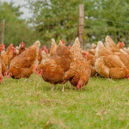 Bruine scharrelhennen