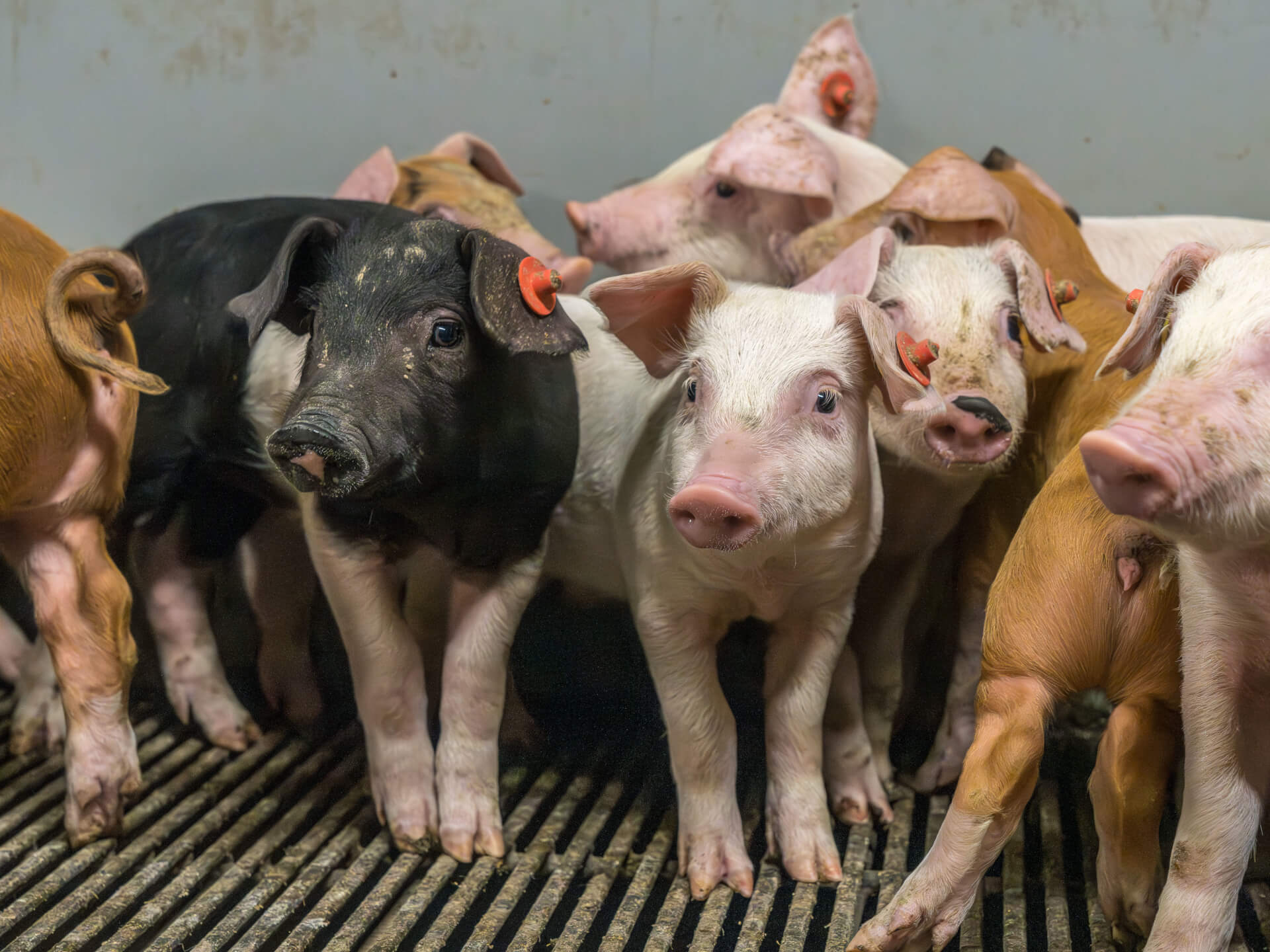 Vakens met krulstaart