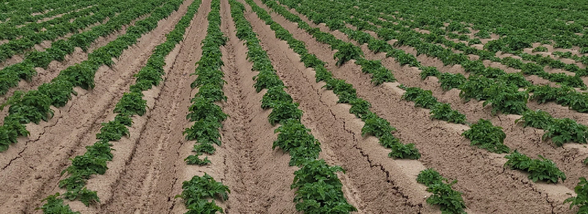 Perceel aardappelen