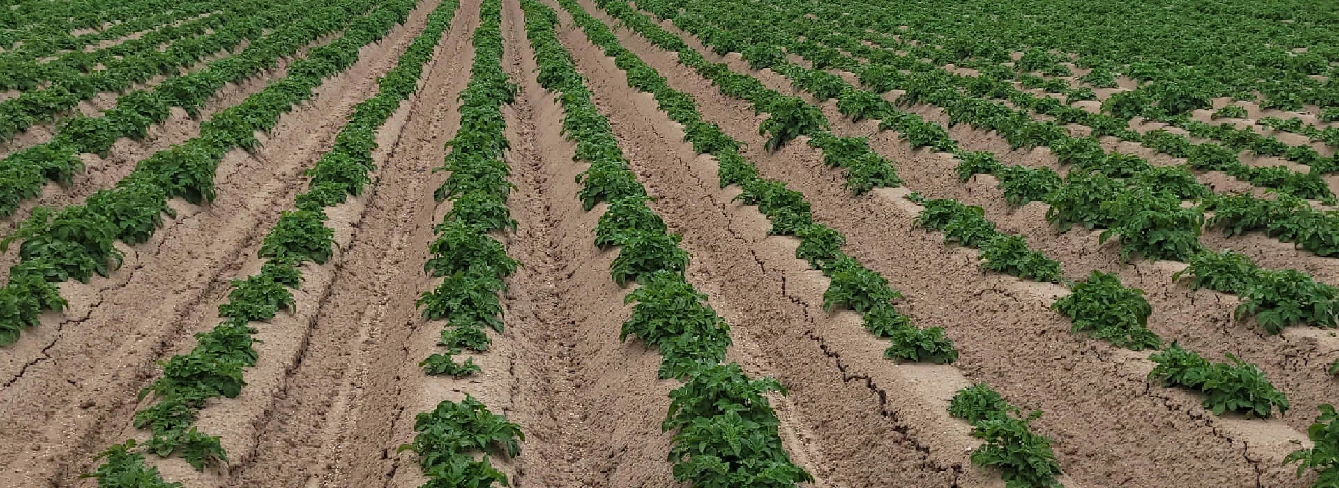 Perceel aardappelen