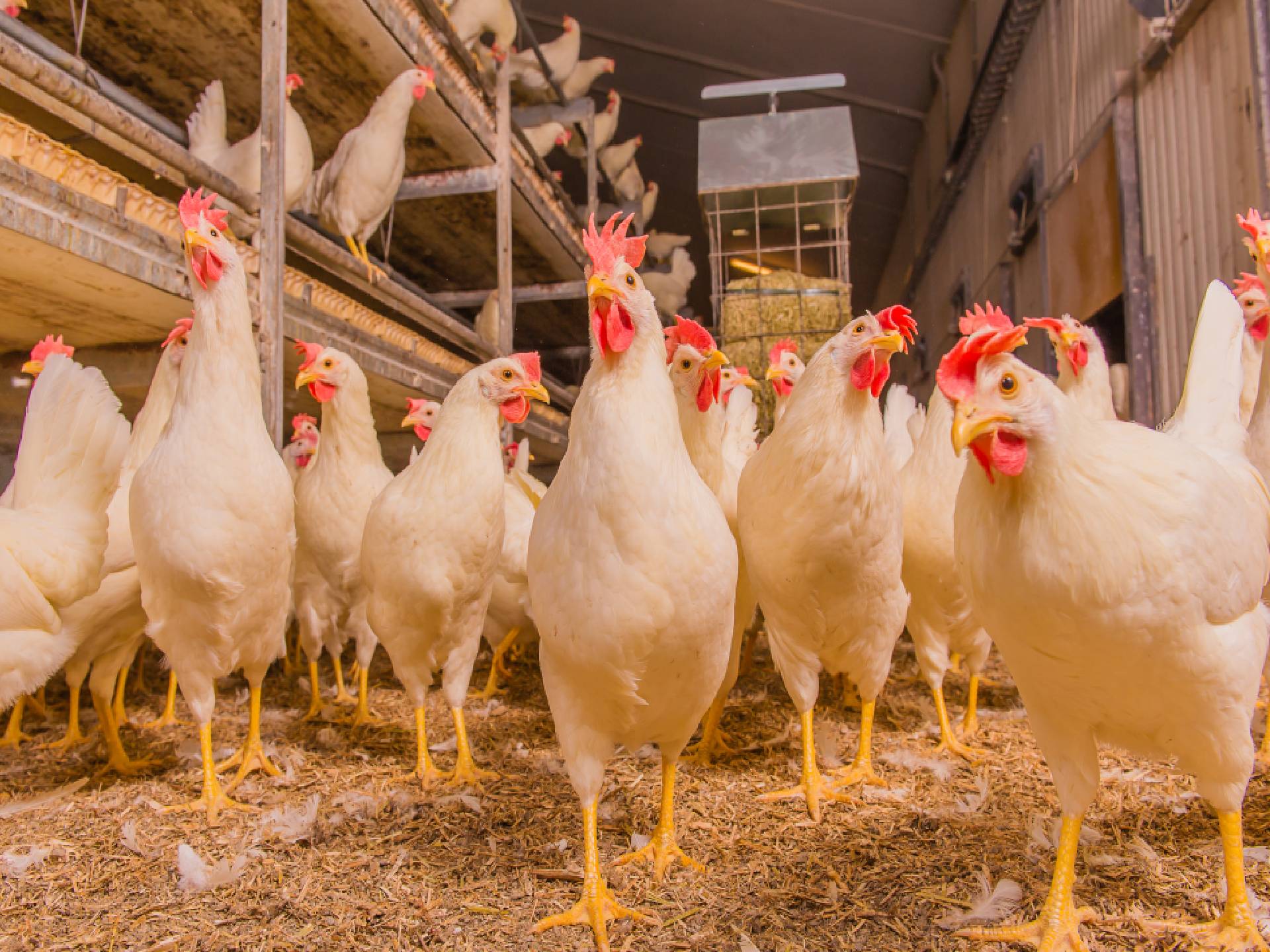 Witte scharrelhennen