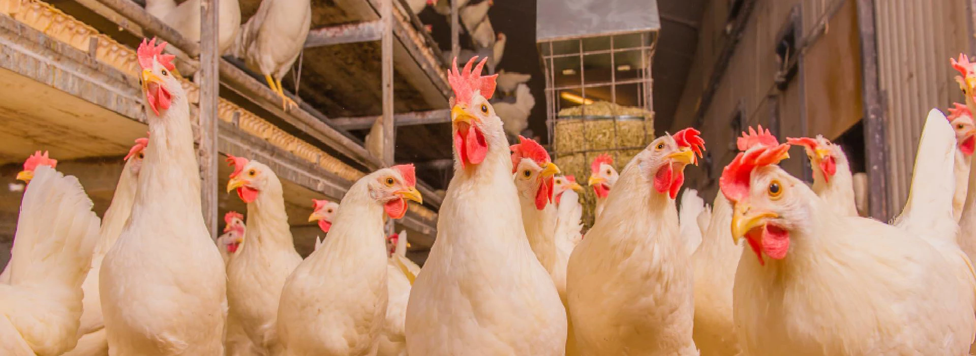 Witte scharrelhennen